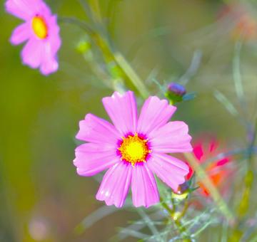 ピンクのコスモス(グリーンバック) ピンクのコスモス(グリーンバック) コスモス,花,秋の写真素材