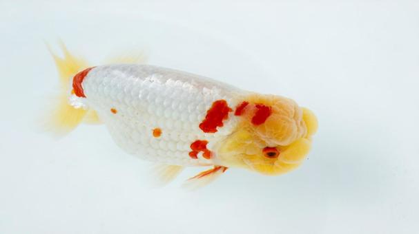 【魚の写真】らんちう(金魚) 【魚の写真】らんちう(金魚) ペット,水槽,魚の写真素材