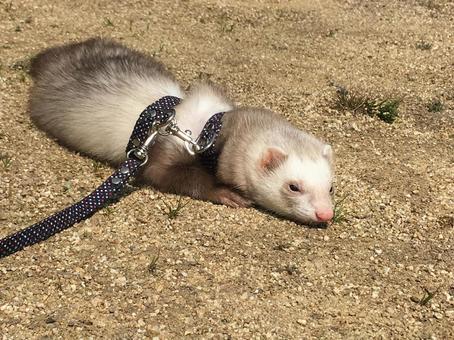 フェレット フェレット フェレット,おさんぽ,お出かけの写真素材