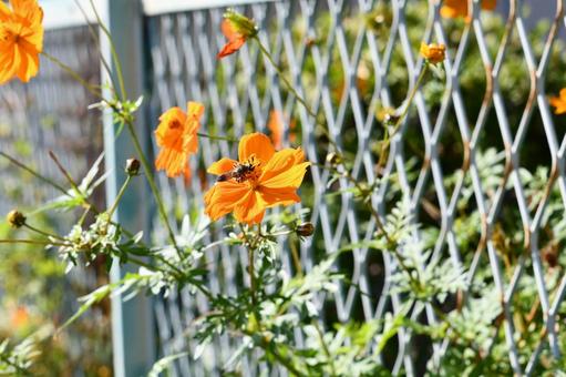秋の元気な花 秋の元気な花の写真