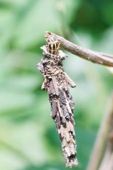 蛹の準備をするミノムシの幼虫 蛹の準備をするミノムシの幼虫 自然,植物,昆虫の写真素材