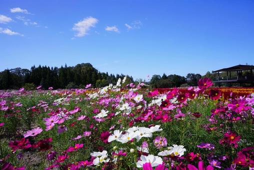 コスモス コスモス コスモス,こすもす,こすもす畑の写真素材