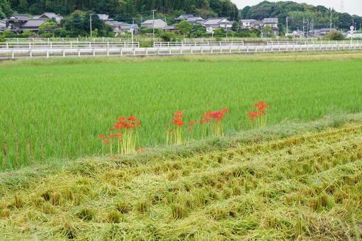 田んぼの畦道に咲く赤いヒガンバナ 田んぼの畦道に咲く赤いヒガンバナ ヒガンバナ,植物,風景の写真素材