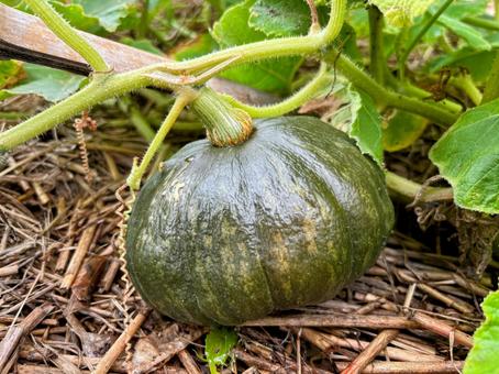 カボチャ カボチャ カボチャ,畑,野菜の写真素材