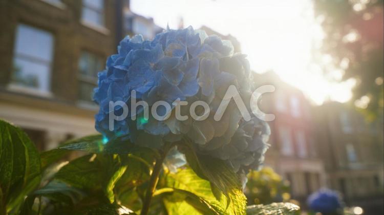 日差しの中の青い紫陽花 アジサイ,風景,自然の写真素材