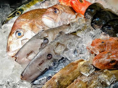 氷上に陳列されたいろいろな魚 魚,魚屋,市場の写真素材