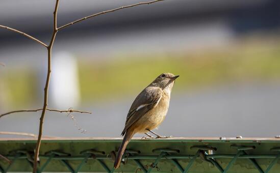 陽だまりのジョウビタキ ジョウビタキ,野鳥,鳥の写真素材
