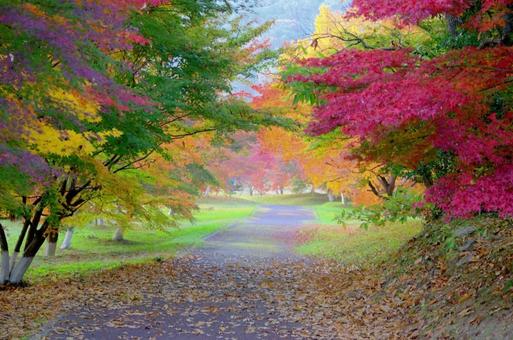 紅葉の秋 紅葉の秋の写真