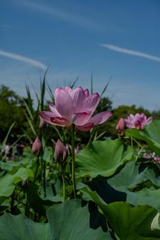 Ancient Lotus Village 2025, JPG Ancient Lotus Village 2025, JPG