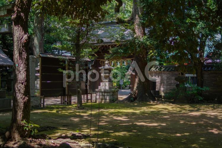 東京赤坂にある氷川神社の境内 境内,日本,杜の写真素材