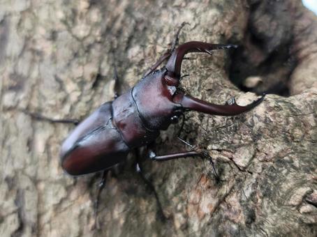 ノコギリクワガタ ノコギリクワガタ ノコギリクワガタ,クワガタ,昆虫の写真素材
