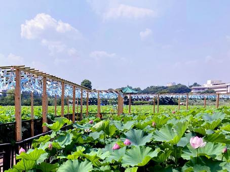 ハス ハス 不忍池,上野恩賜公園,ハスの写真素材