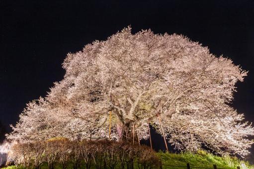 桜 桜 春,ライトアップ,ヤマザクラの写真素材