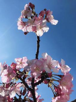 河津桜の先端 河津桜の先端の写真