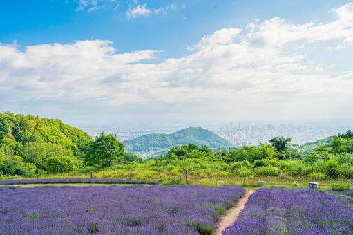 北海道 札幌市 幌見峠のラベンダー畑 北海道 札幌市 幌見峠のラベンダー畑 北海道,札幌,札幌市の写真素材