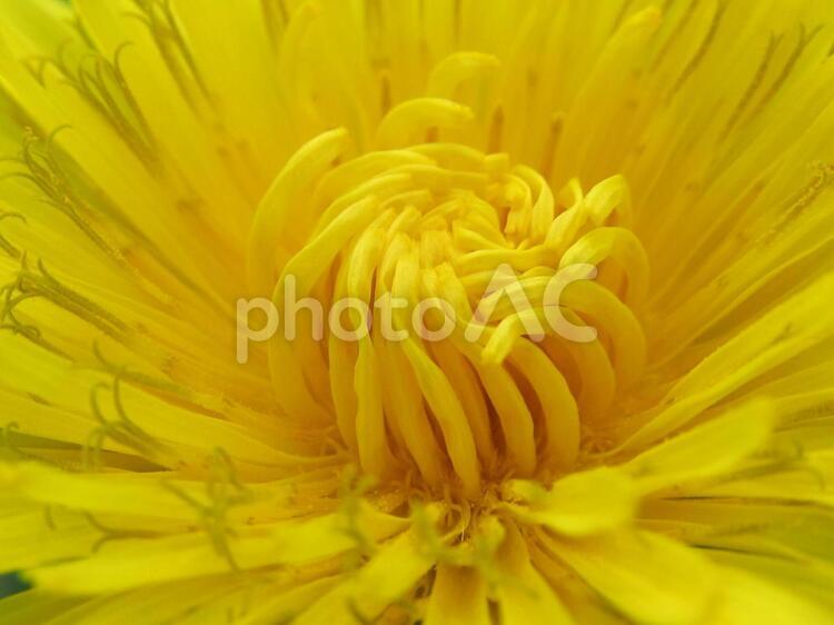 たたんぽぽの花アップ たんぽぽ,季節,自然の写真素材