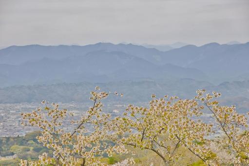 桜と街並み 桜と街並みの写真