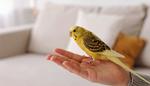 人の手に乗る黄色いセキセイインコ インコ,かわいい,手乗りインコの写真素材