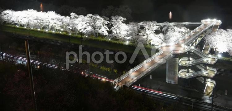 ライトアップされた大河原一目千本桜と陸橋 桜,さくら,春の写真素材
