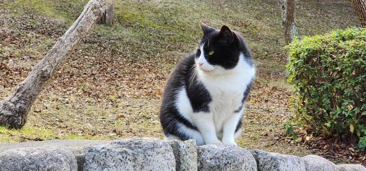 お猫様 お猫様 猫,ねこ,キャットの写真素材