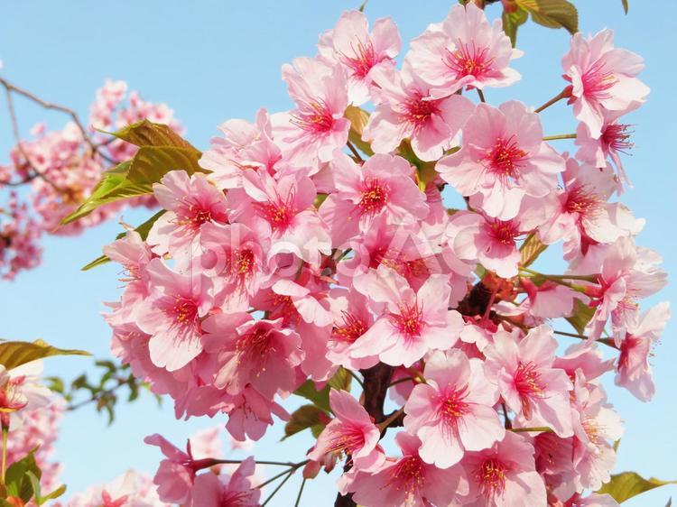 河津桜　桜　さくら　春　サクラ 河津桜,桜,さくらの写真素材
