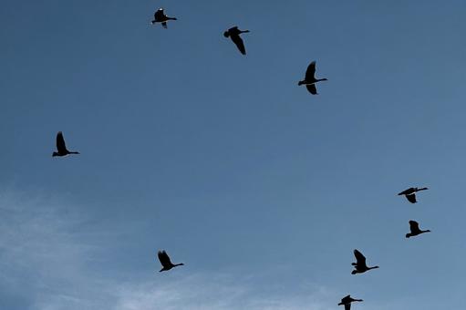空を飛ぶガチョウ 空を飛ぶガチョウの写真