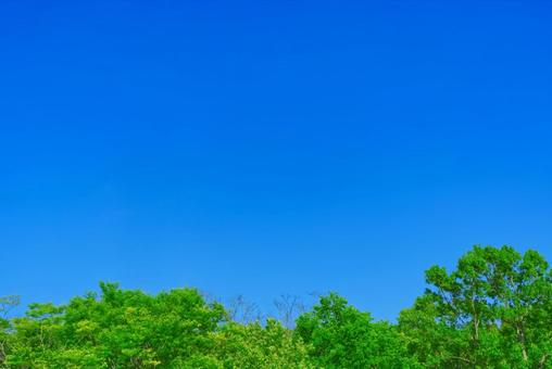 緑の木々と青空 緑の木々と青空 空,木,木々の写真素材