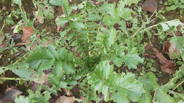 虫に食われた大根の葉 大根,栽培,菜園の写真素材
