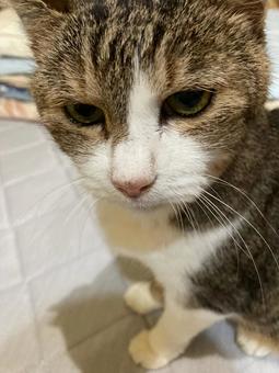 わが家のネコB わが家のネコBの写真