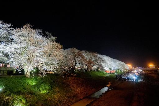 夜桜 ライトアップの写真
