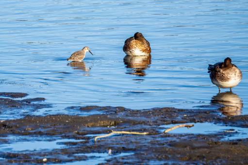 ハマシギとマガモ 鳥,野鳥,ハマシギの写真素材