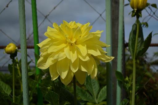 黄色いダリアの写真