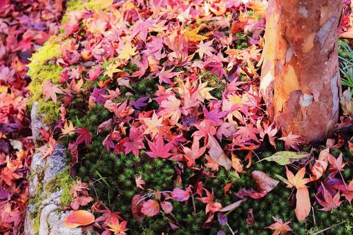紅葉したモミジの落ち葉 紅葉したモミジの落ち葉 紅葉,秋,自然の写真素材