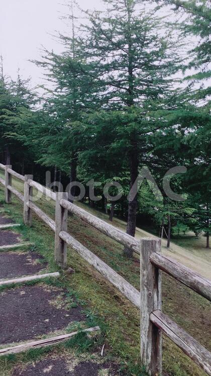 どこかの森へお出かけ 森,木,緑の写真素材