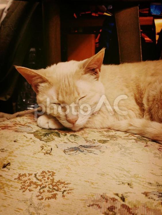 ねこ(寝てる) 猫,ネコ,ねこの写真素材