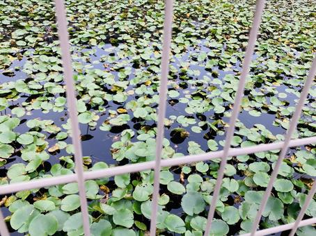 フェンス越しに見える水生植物 フェンス越し,見える,水生植物の写真素材