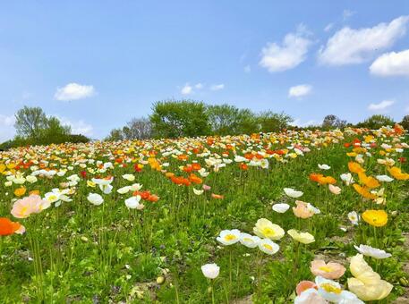 ポピーの花咲く春の丘 ポピー,花,満開の写真素材