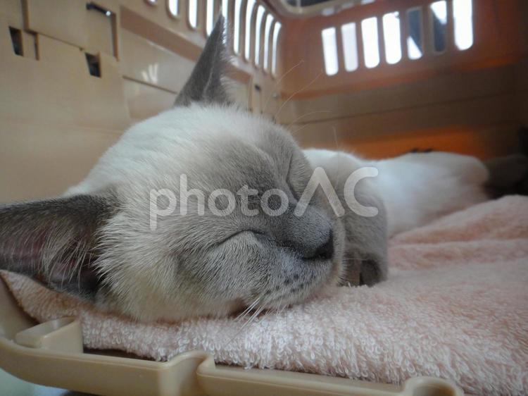 キャリーの中で睡眠 かわいい,すやすや,ねこの写真素材