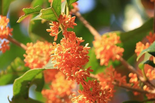 金木犀 自然,風景,素材の写真素材