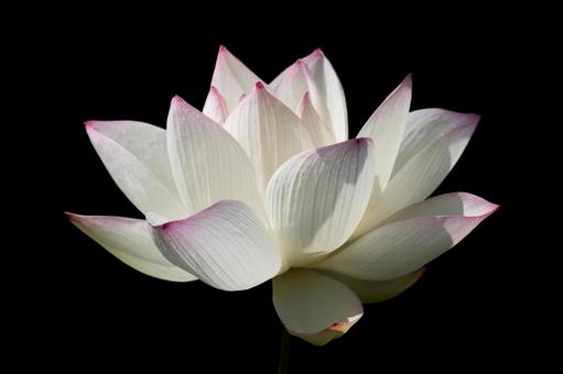 黒背景の白い蓮の花 黒背景の白い蓮の花 蓮の花,黒背景,夏の花の写真素材