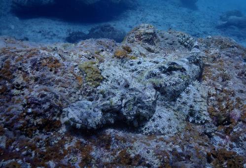 沖縄・石垣島海底に潜むワニゴチ 沖縄・石垣島海底に潜むワニゴチ 沖縄,石垣島,スキューバダイビングの写真素材