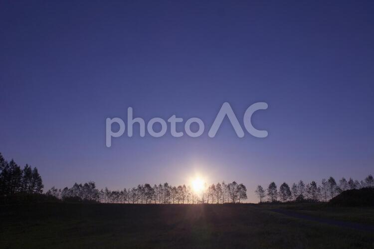 sunrise, JPG sunrise, white birch and wood, a row of trees, sunrise, JPG