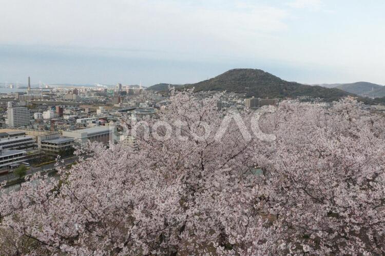 春の丸亀城からの景色 桜,サクラ,さくらの写真素材