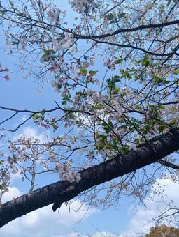 Cherry Blossoms, JPG Cherry Blossoms, JPG
