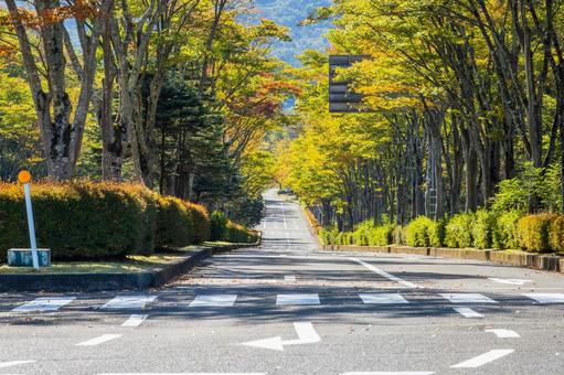 色づく木々⒄ 色づく木々⒄ 葉,秋,色づきの写真素材