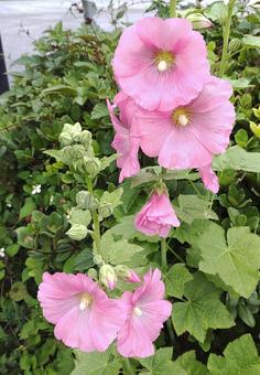 flower, JPG