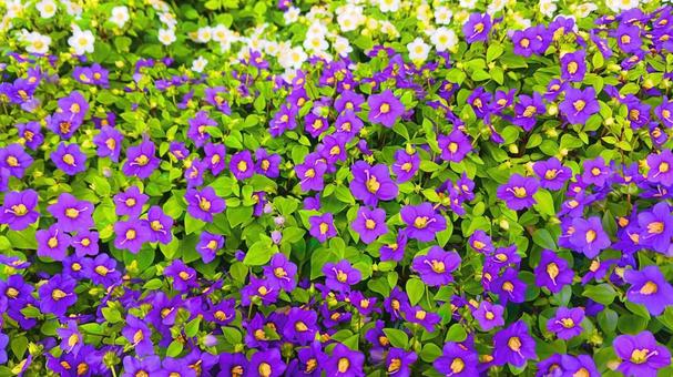 エキザカム2 エキザカム2 花,紫の花,花束の写真素材