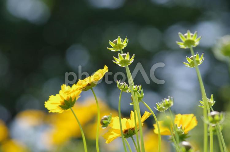 オオキンケイギクの群生 花,オオキンケイギク,鮮やかの写真素材