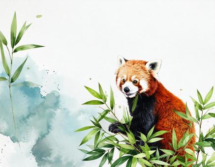 レッサーパンダの背景素材 レッサーパンダの背景素材の写真