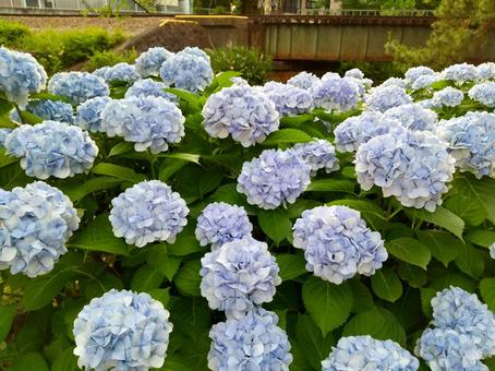 あじさいの写真